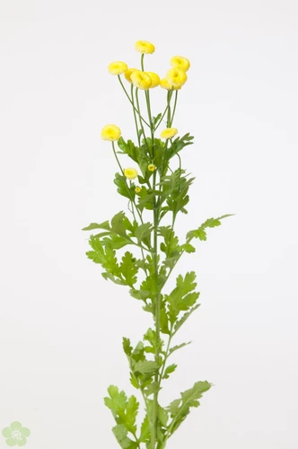 Matricaria